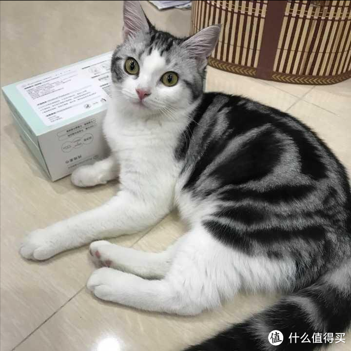 为什么美短猫被称为“完美之猫”？网友：养了就不想换猫