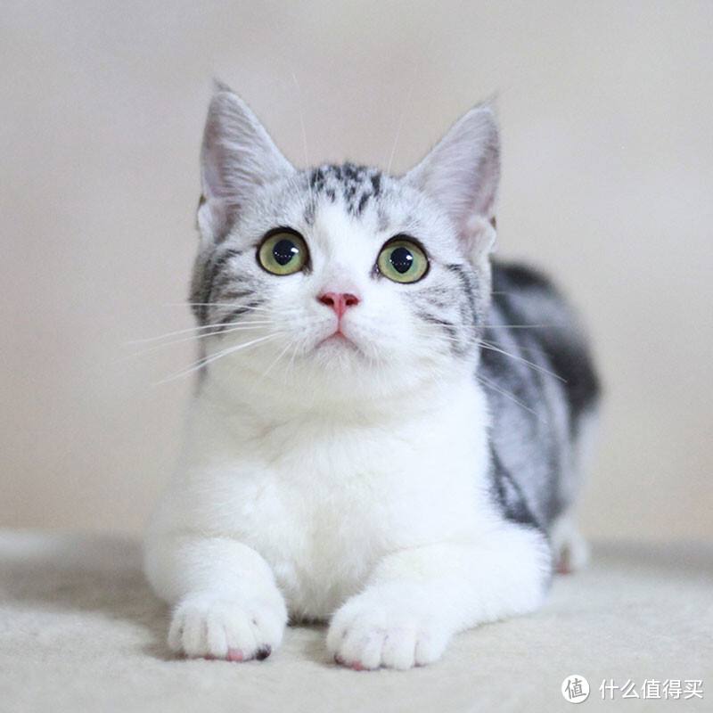 为什么美短猫被称为“完美之猫”？网友：养了就不想换猫