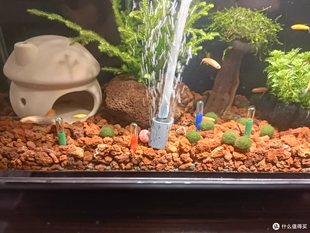 既好看又好养的斑马鱼