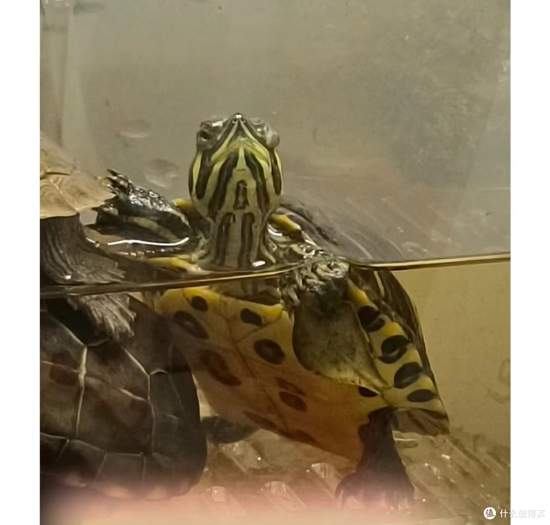 小乌龟的慢生活