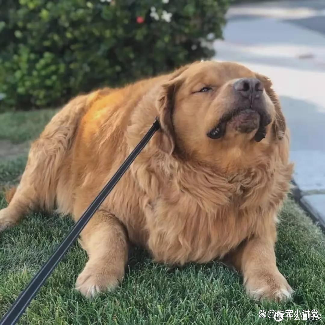 长期这样，会让狗狗寿命“越来越短”，不要这样做了！