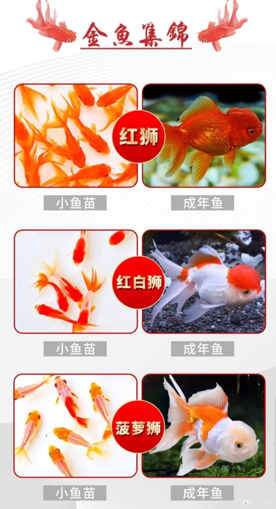 水族里的一员