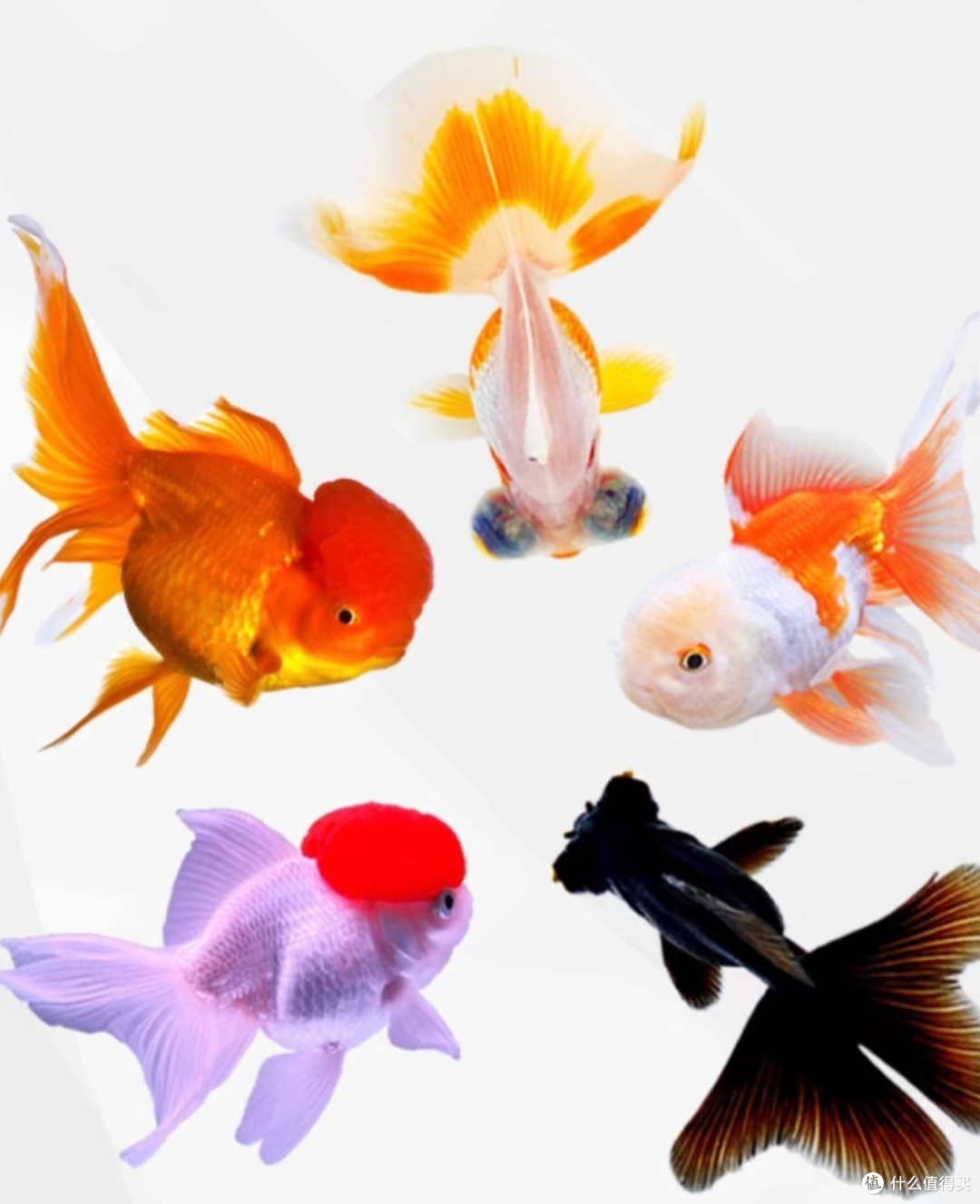 水族里的一员