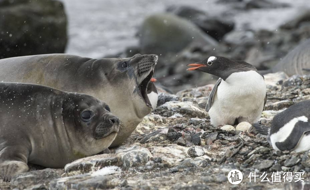生吞企鹅就是海豹非常喜欢的一道南极鲁菜