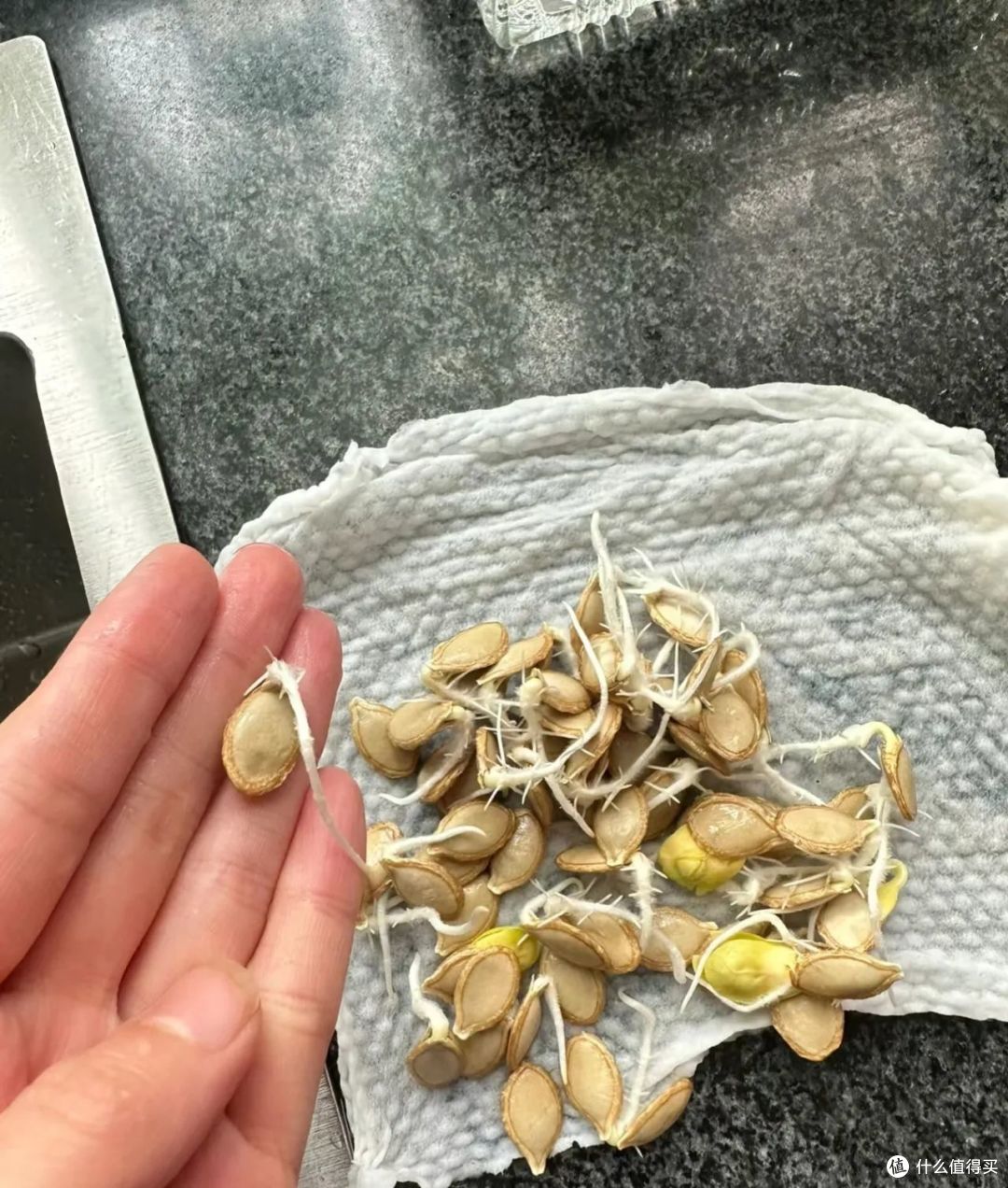 浙江一姑娘，因“水培干果”而走红，比花还美，太治愈了