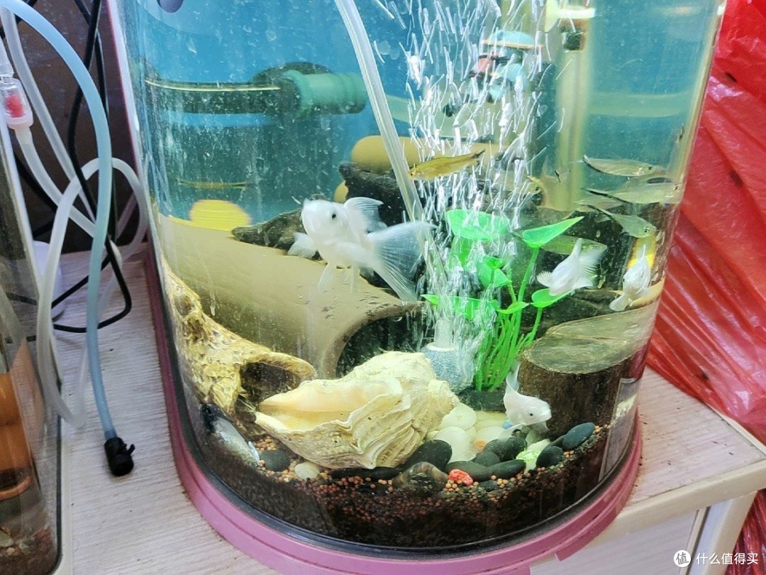 美丽的蝴蝶鲤