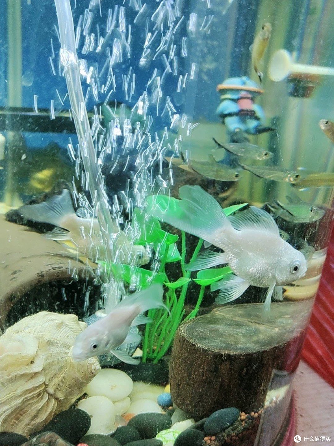 美丽的蝴蝶鲤