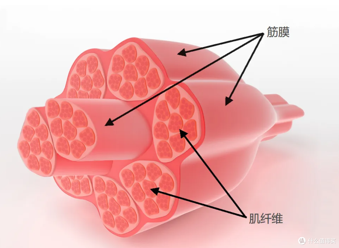 筋膜枪哪个牌子好用?五款品质过硬产品,倾心推荐