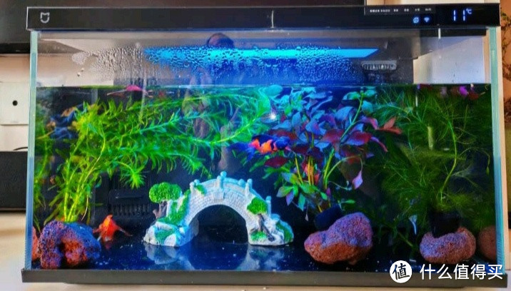 神奇！智能鱼缸如何改变你的家居生活？