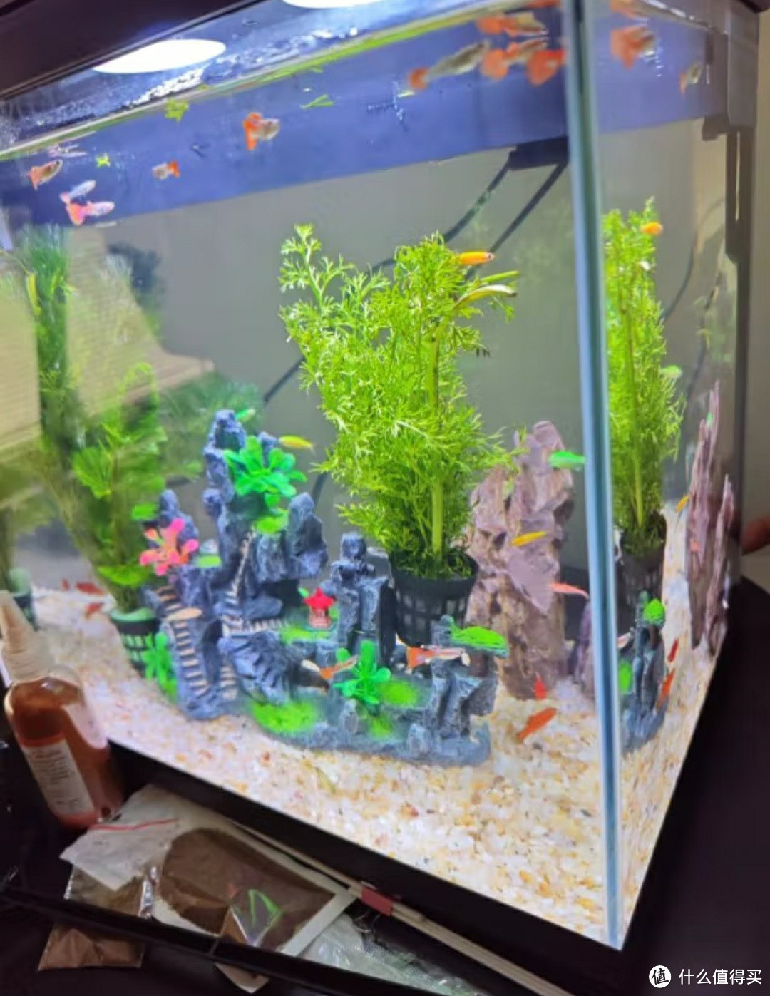 不可思议！这个神奇鱼缸让鱼儿过上五星级的幸福生活