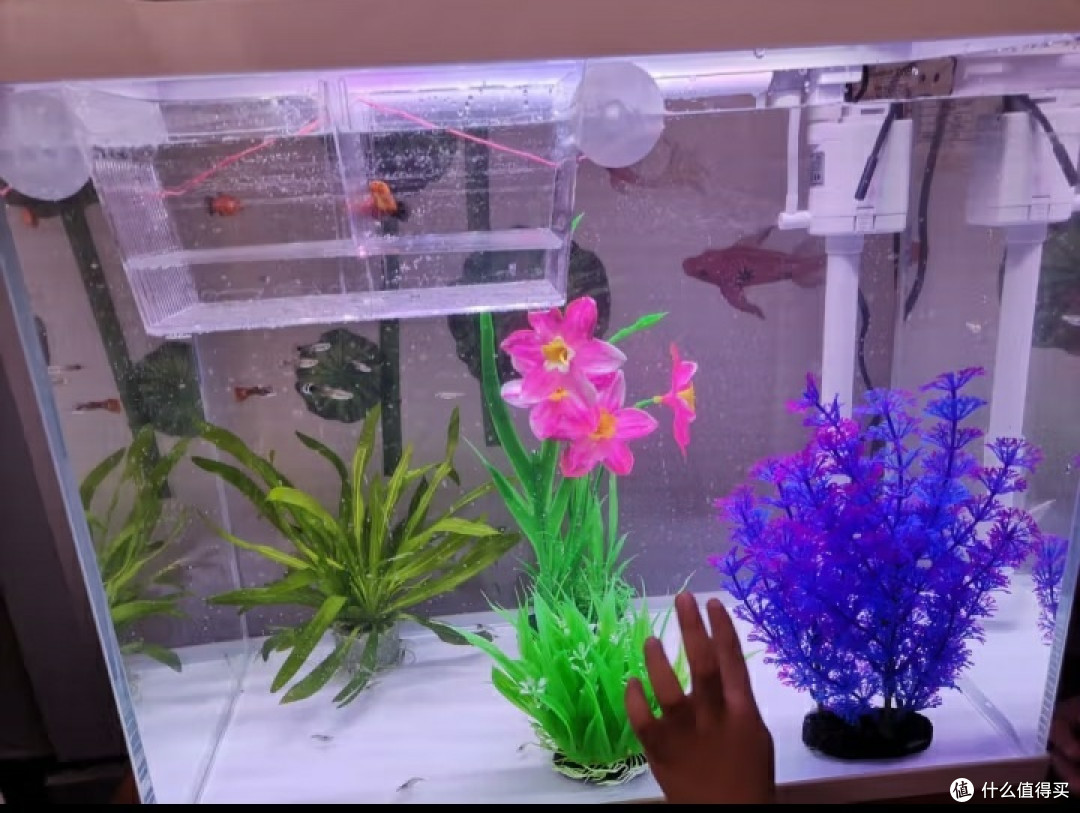 家中必备!打造梦幻水族馆,漂亮鱼缸选购指南