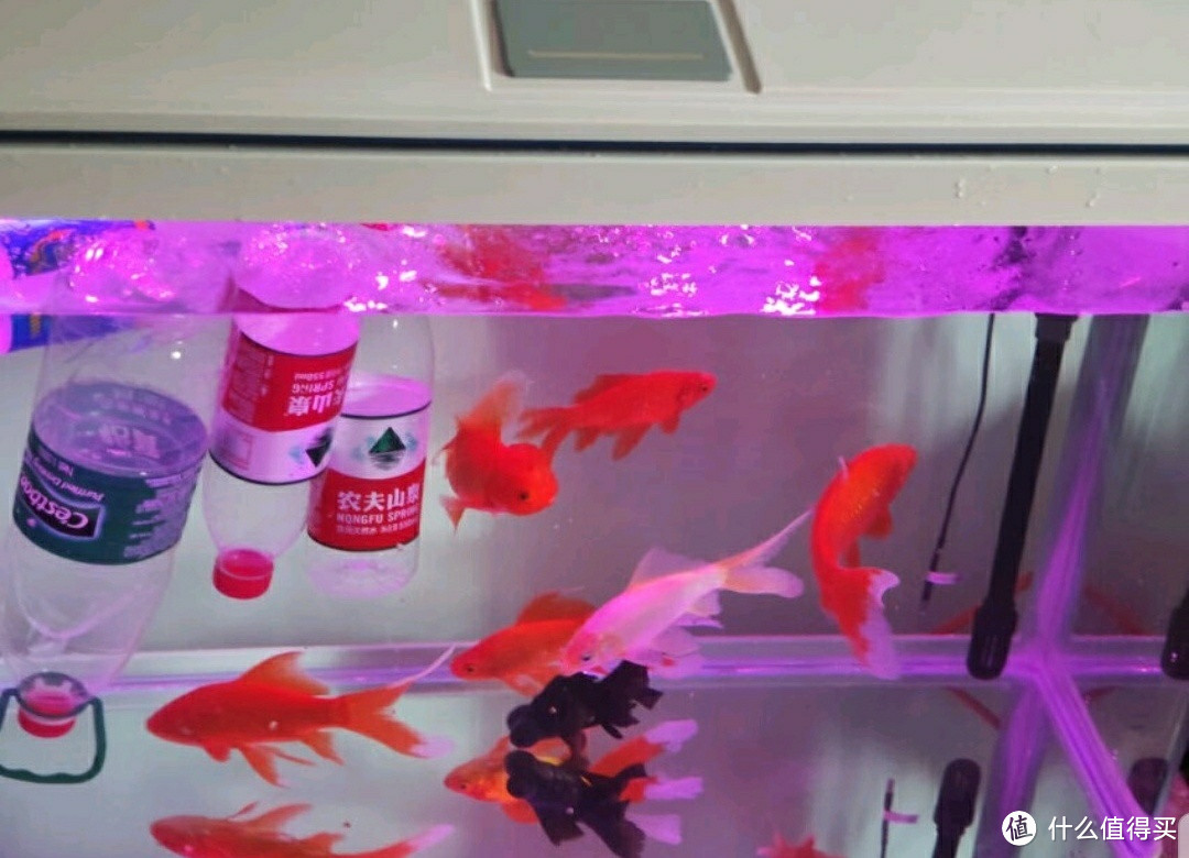 不可思议！这个神奇鱼缸竟能让鱼儿与你对话？