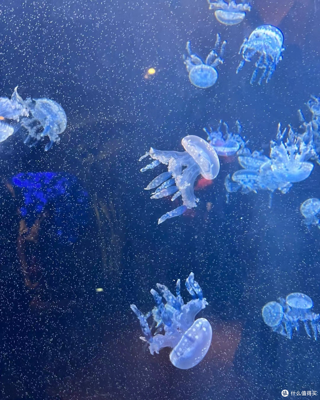 水族馆探奇趣