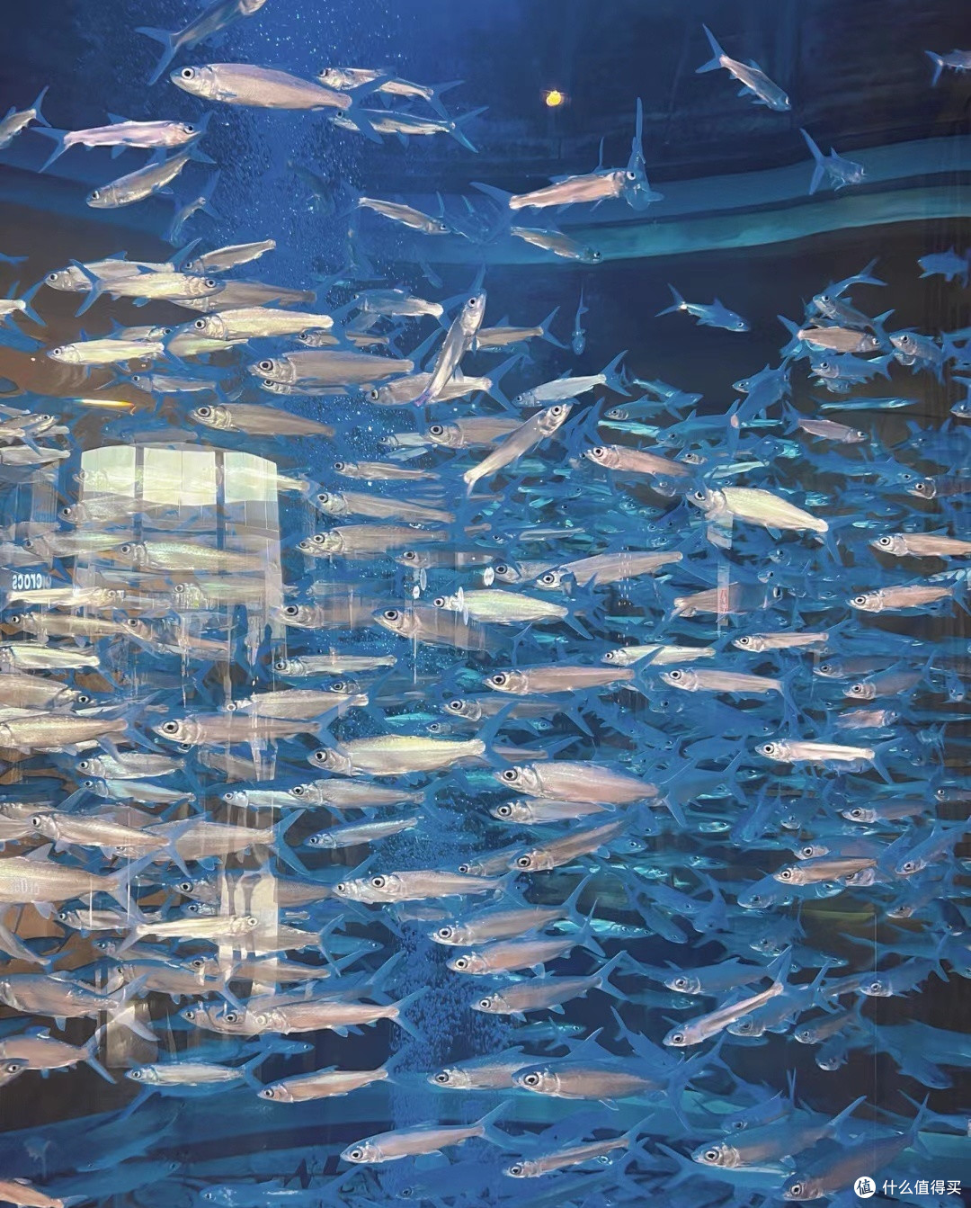 水族馆探奇趣
