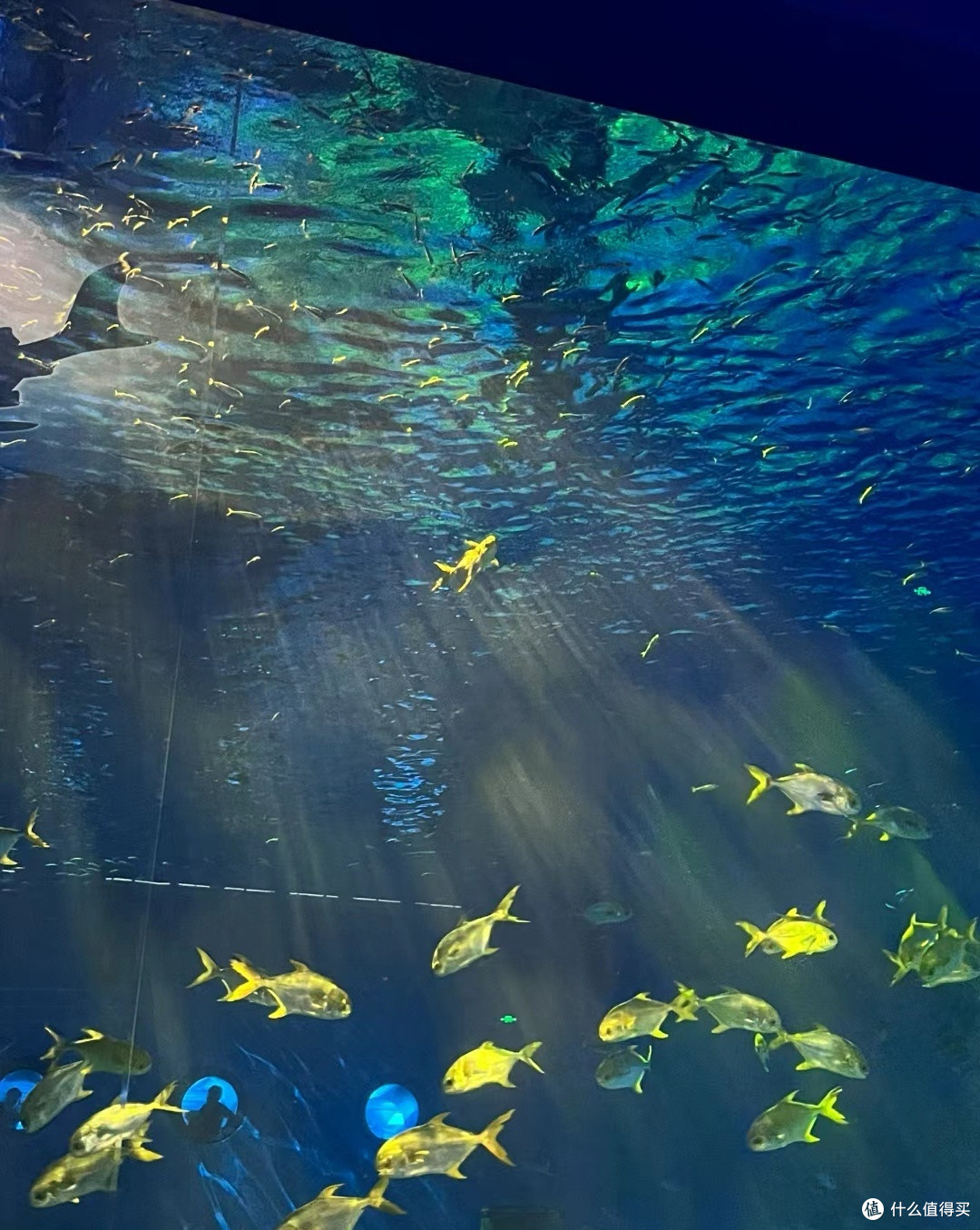 水族馆探奇趣