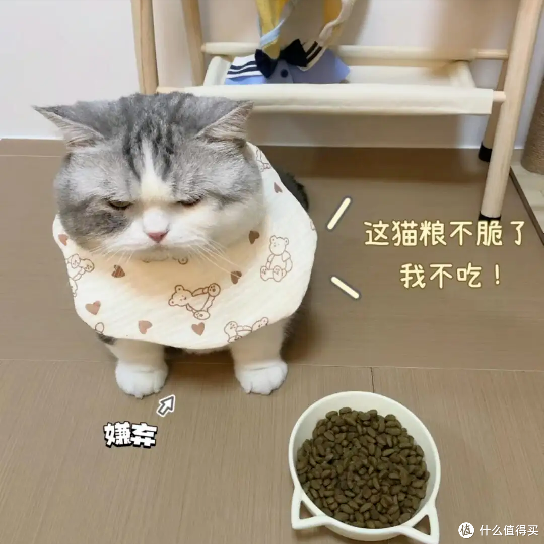 一只猫有这几种“坏毛病”，其实是智商高的体现，别不信！