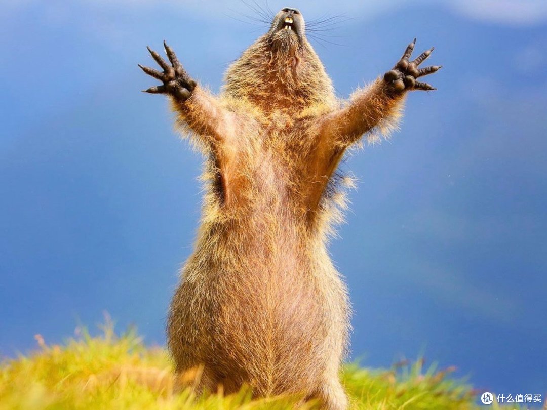 我鼠走的 can 啊…