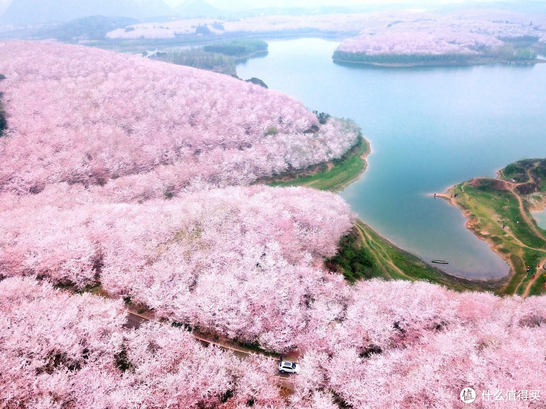 全球最大樱花基地，竟在中国！比日本绝美，高铁20分钟直达，即将花开成海......居然免费！