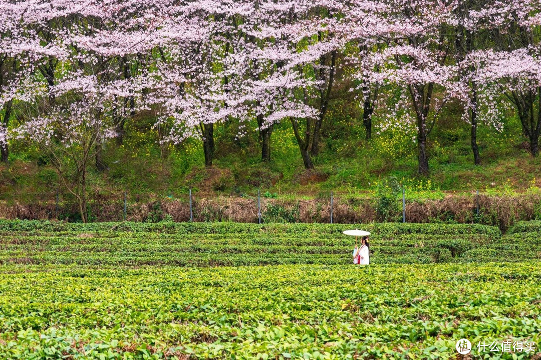 全球最大樱花基地，竟在中国！比日本绝美，高铁20分钟直达，即将花开成海......居然免费！