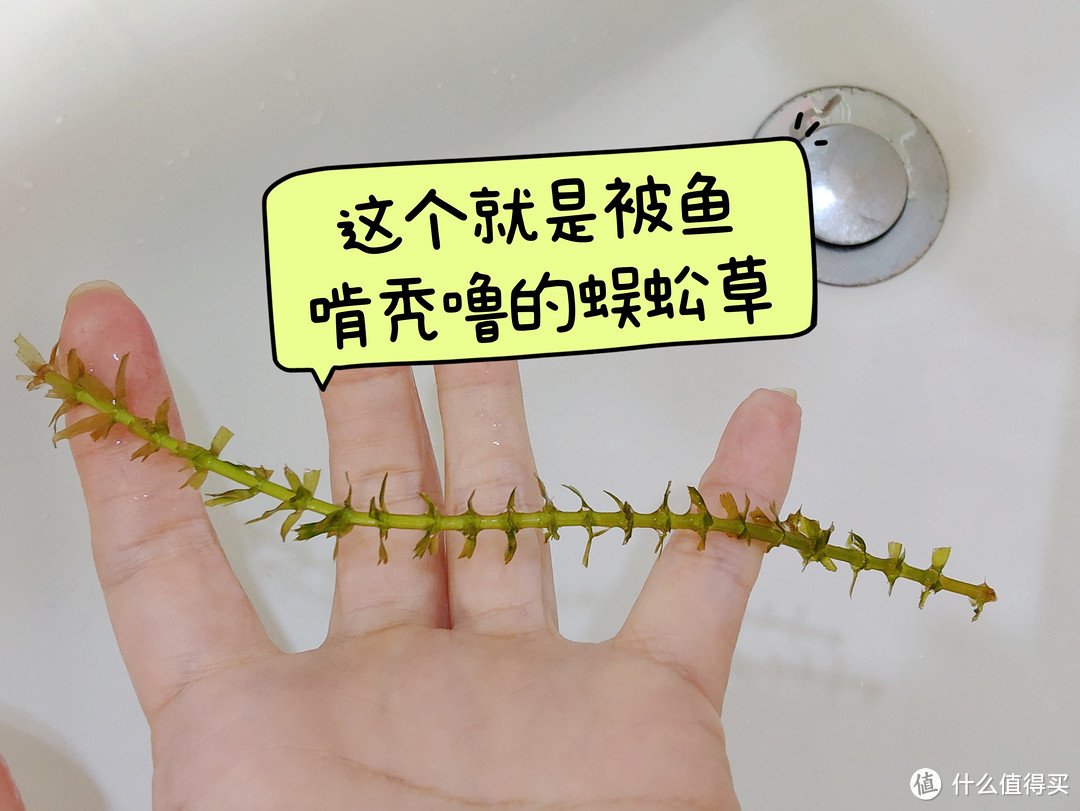 说说鱼缸里面最好养的蜈蚣草