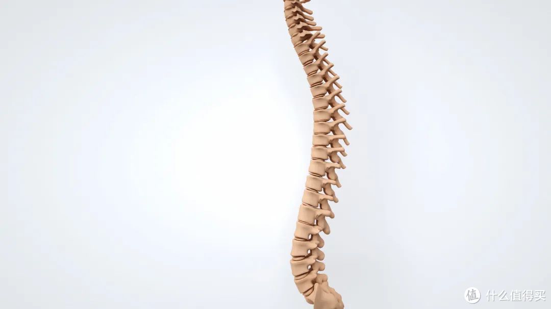 大自然床垫：脊柱=年龄！保持脊柱活力 让我们更年轻