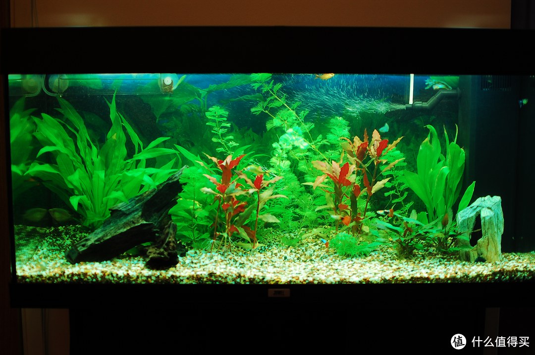 水族箱如何造景:材料篇