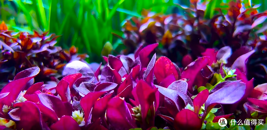 水族箱如何造景:材料篇