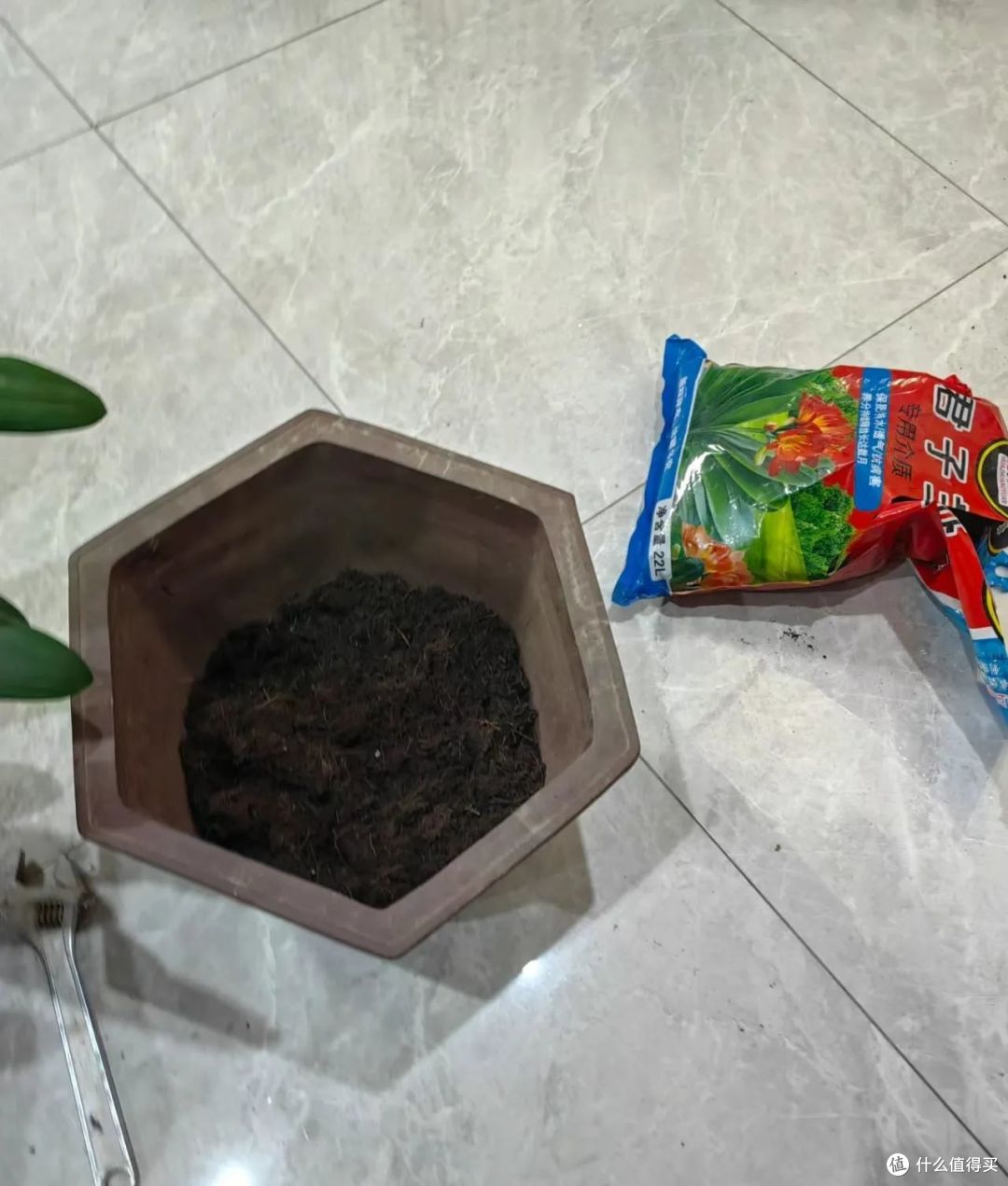 3月，君子兰就得“用心翻”，越翻越旺，越翻越开花