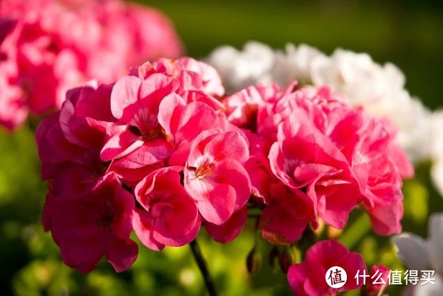这5种花，翻盆要“加料”，吃饱才有力气开花，否则今年没花看！
