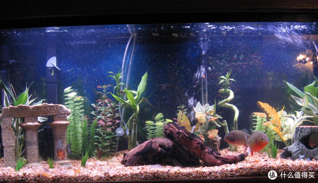 水族箱如何造景:材料篇