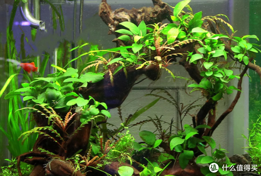 水族箱如何造景:材料篇