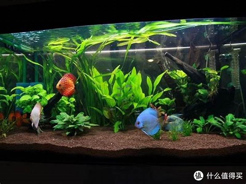 水族箱如何造景：打造篇