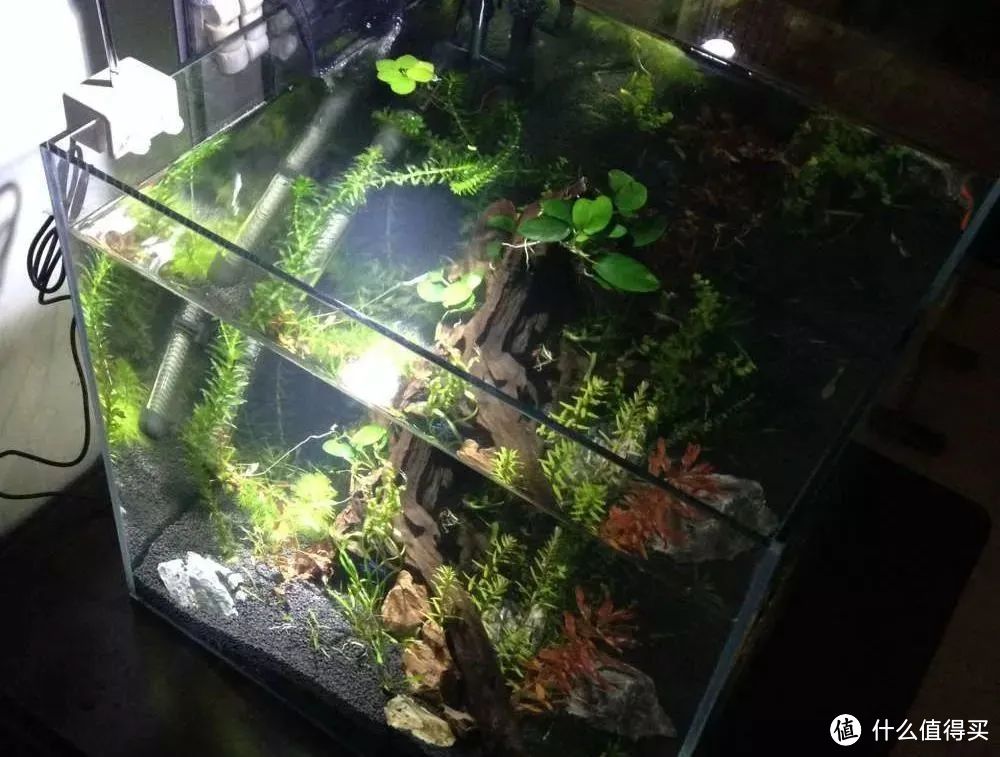 水族箱如何造景：打造篇