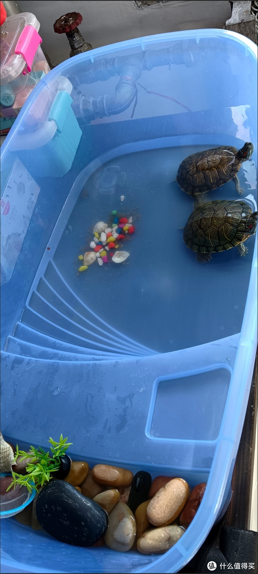 不可思议，这个乌龟缸竟让我的小宠物快乐成长！