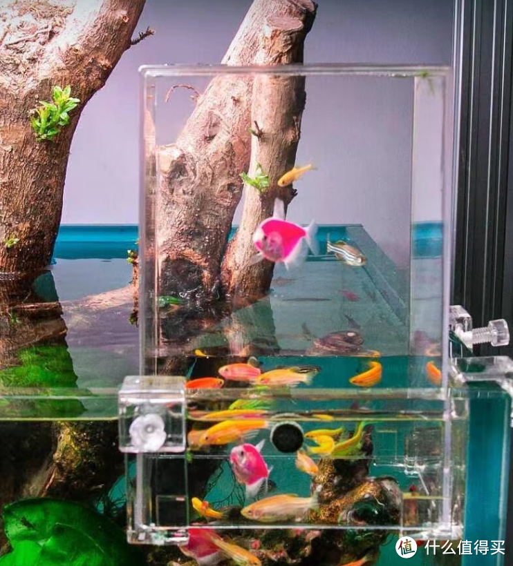 探索沃韦朗负压鱼缸：创新设计的生态奇迹
