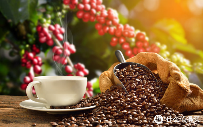 Bean to Cup咖啡的制成与风味指南