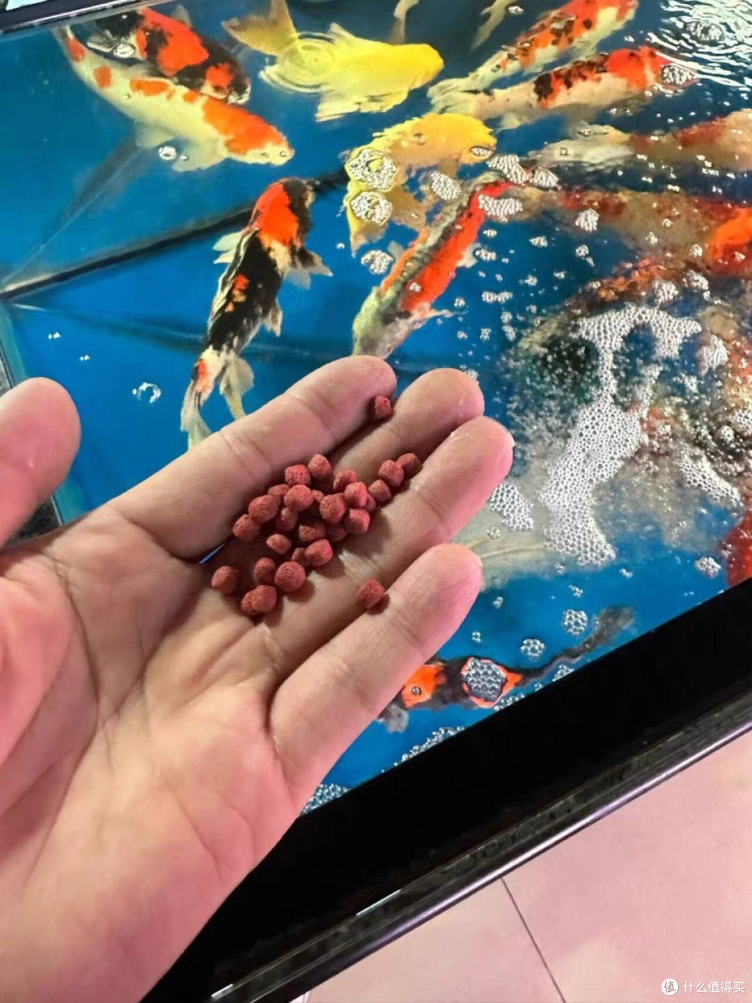 鱼粮选购