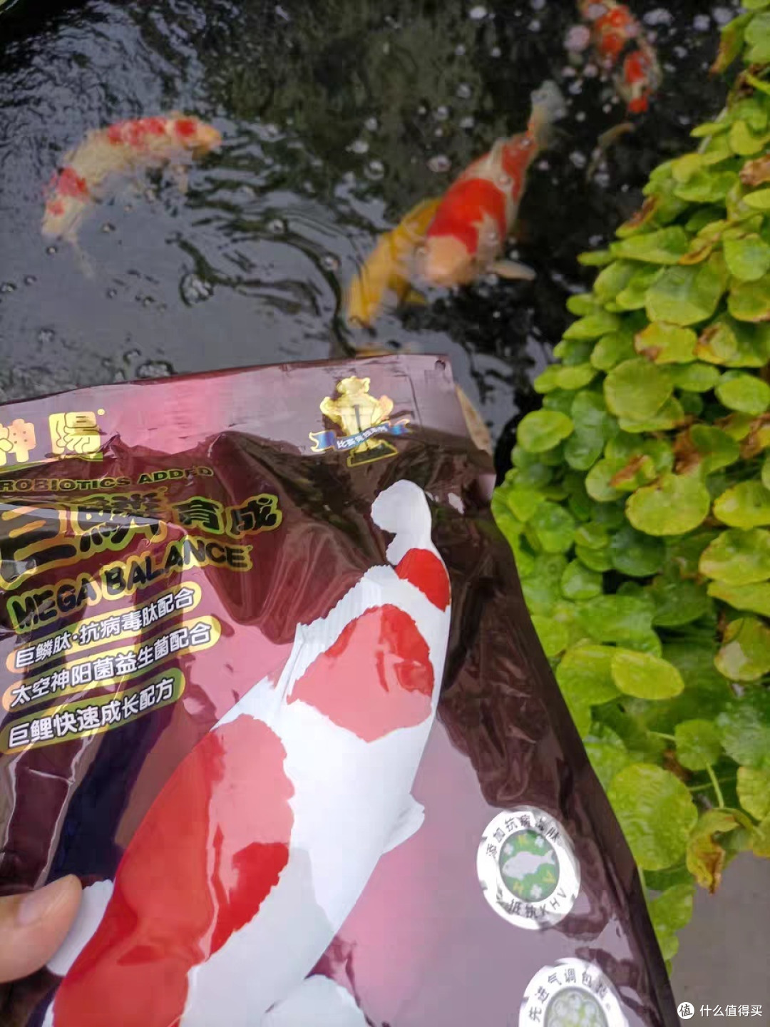 鱼粮选购