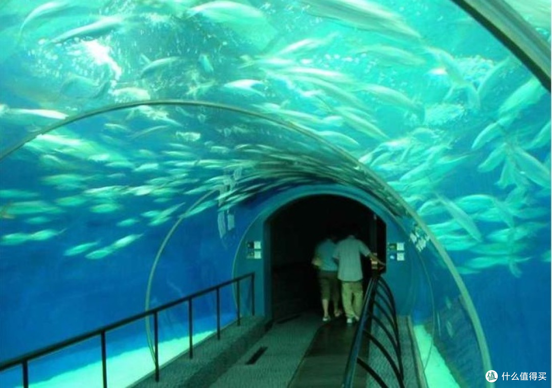 水族日记——水族馆的世界