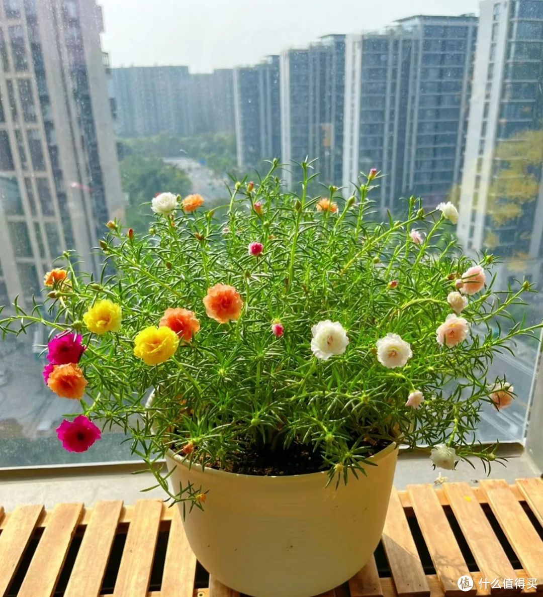 别人买花我扦插，7种花3月沾土生根，阳台当年变花海