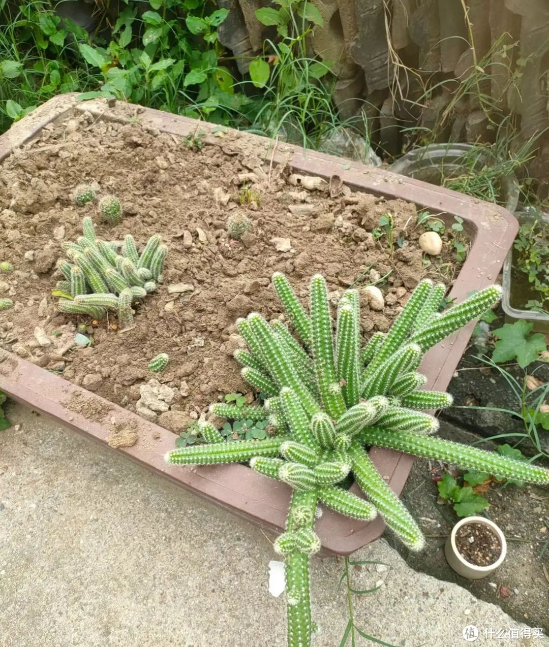 别人买花我扦插，7种花3月沾土生根，阳台当年变花海