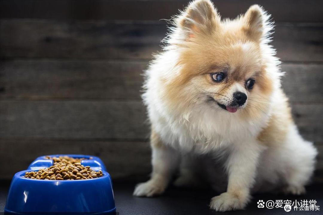 博美犬的"优缺点",饲养前宠主要了解清楚