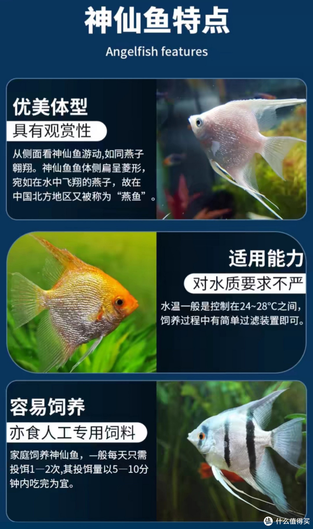 新手养鱼入门：推荐易养且观赏性强的鱼类