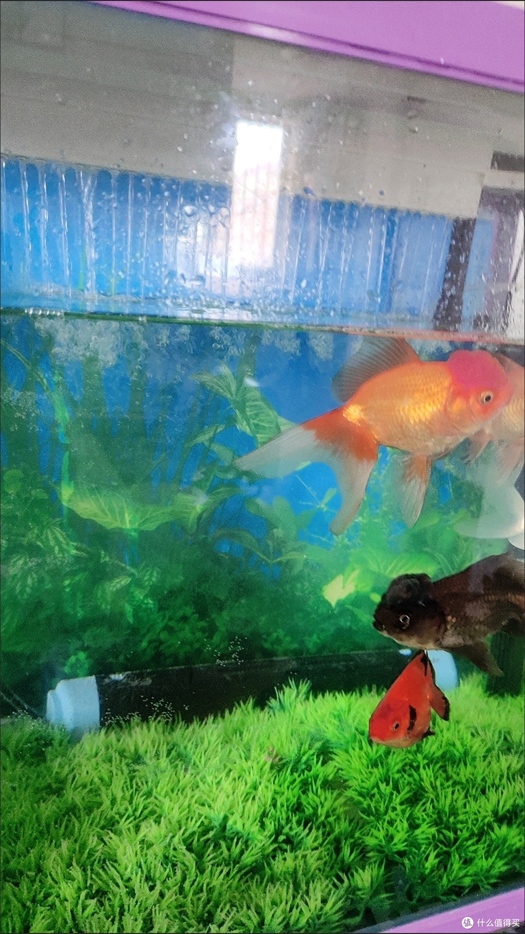 森森鱼缸除菌灯