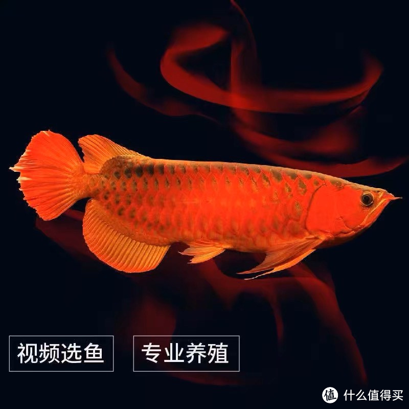哇 好爱这种这个红红火火的鱼呀！
