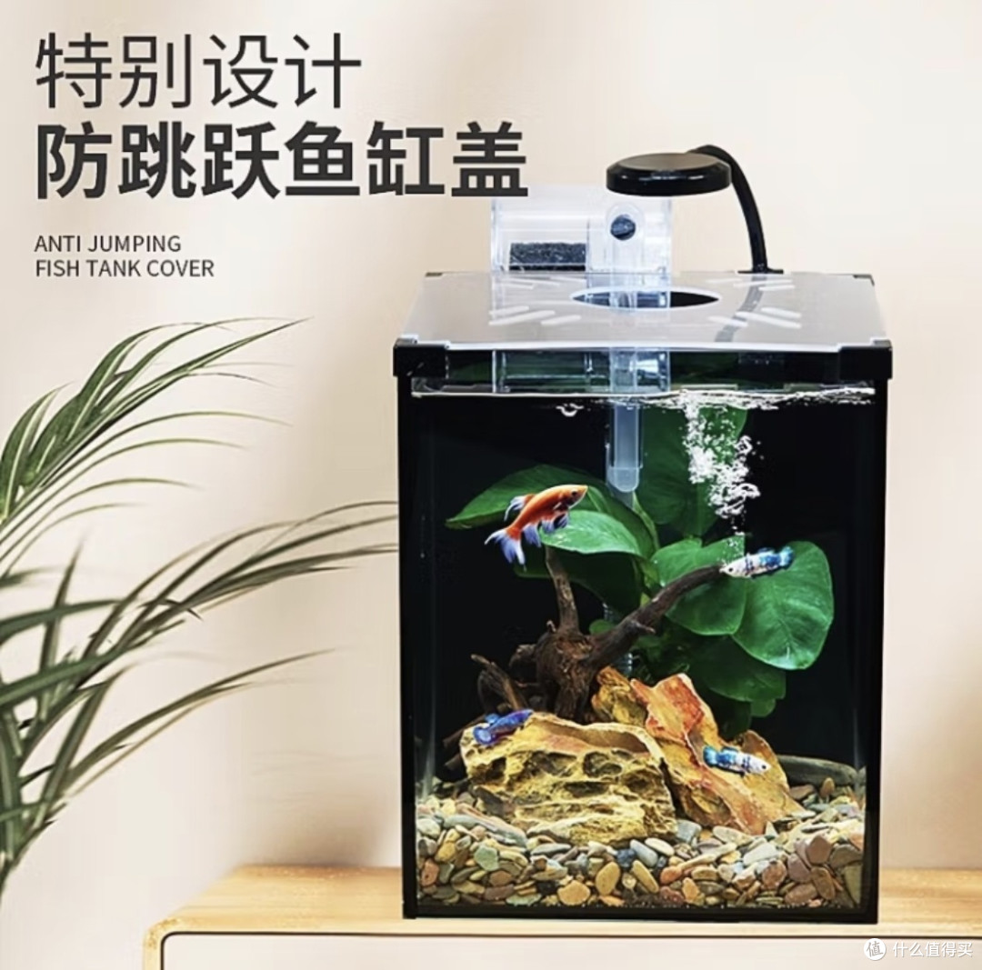 爬将军桌面斗鱼缸