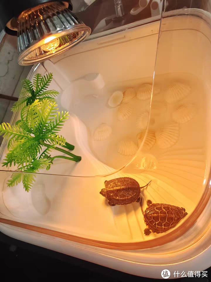 乌龟缸家用造景：创意与实用并存的新款亚克力龟缸