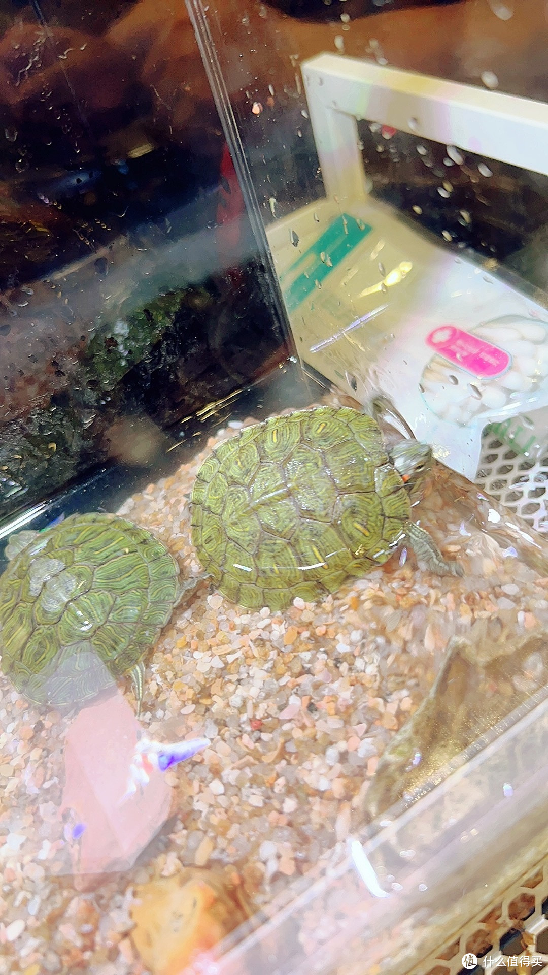 小小巴西龟的：我的喂养心得