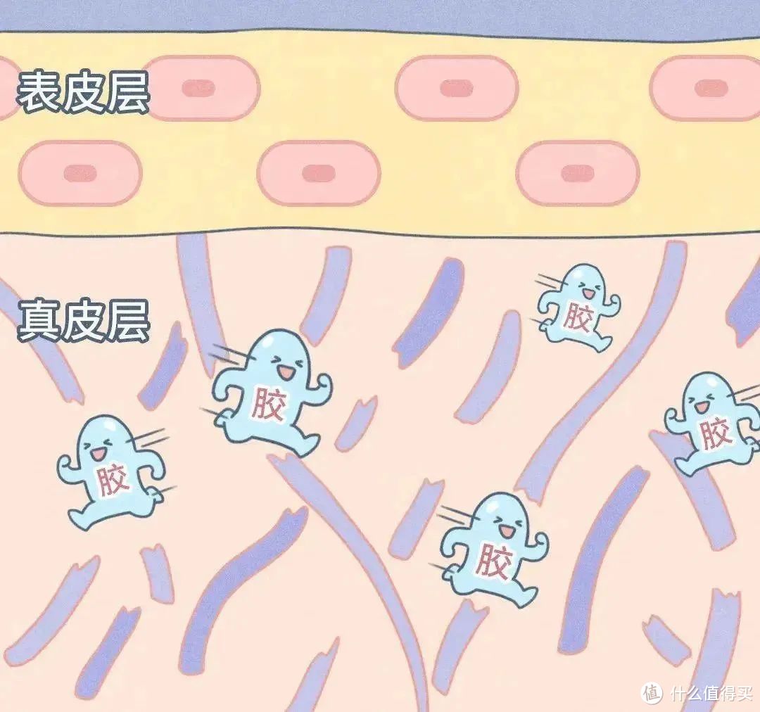 人源Ⅲ型胶原蛋白| 详细介绍、使用方法、注意事项