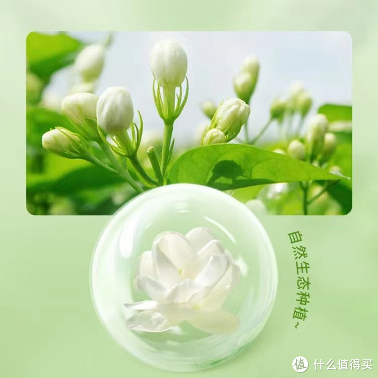 忆江南"黄芪茶，适合熬夜族？